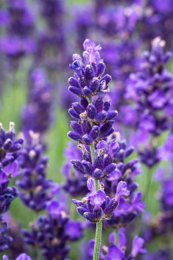 Лаванда вузьколиста Дарк Хідкот Блю | Lavandula angustifolia Dark Hidcote Blue | Лаванда узколистная Дарк Хидкот Блю
